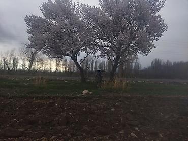мапет матор: Скутер/мопед 110куб дорожного типа двух местный на колёсах 17 — 3
