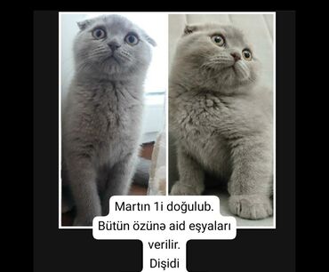pişik üçün yuva: Шотландская, Самка