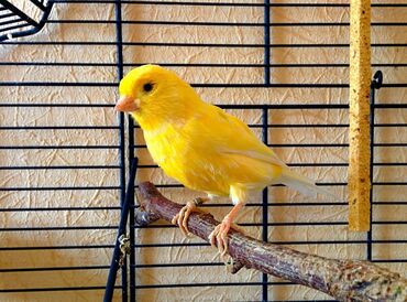 Птицы: Продаю молодых канареек жёлтой расцветки возраст 1 год
