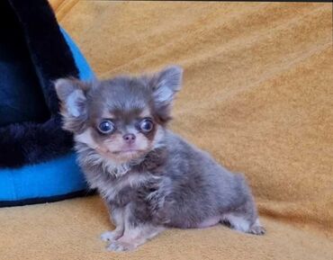 маленький собака: Продаю щенка мини чихуахуа мальчик очень маленький возраст 1.5 месяца