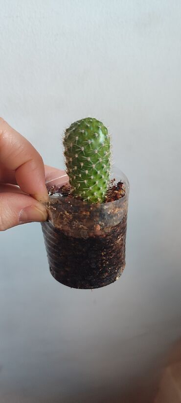 Другие комнатные растения: Бишкек мкрн Кок Жар и рабочий городок! Пеларгония карликовая - — 21