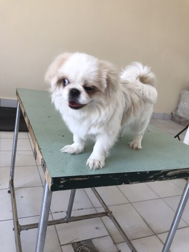 zvonok iti: Pekines, 6 ay, Erkek, Sənədli, Ünvandan götürmə