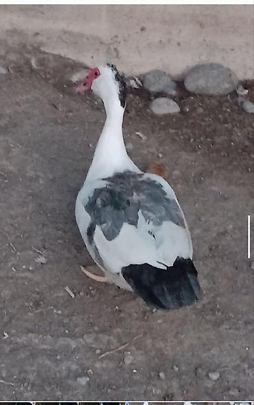 inək satışı: Bilək Hart satlır bu cinsi tanmıyanlar boş boşuna narahat — 6