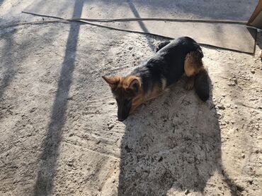 Продажа собак: Немецкая овчарка, 5 месяцев, Самка, С прививкой — 1