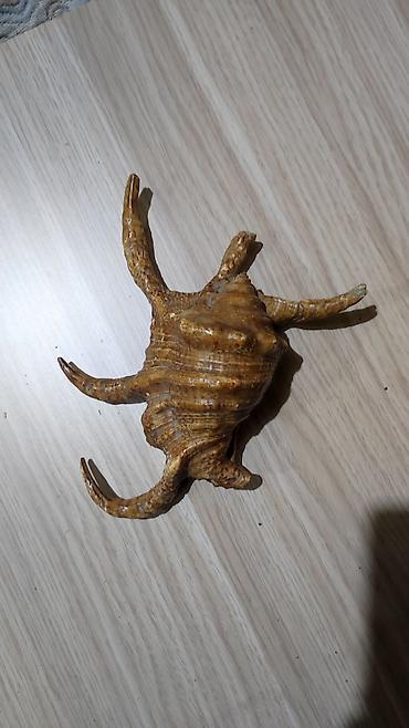 Другой декор и предметы интерьера: Dekorativ dəniz ilbizinin qabığı – “spider conch” üslubunda - — 1