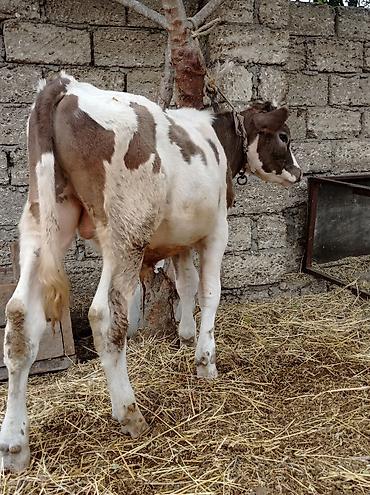 sudluk inek satisi: Bir Erkey bir dişisi Erkey 6aylıqdı dişi smental arginal avsdralyadı — 3