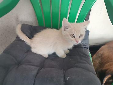 котенок 1 месяц: Пушистые котята Возраст ~ 1.5 месяца Отдам в добрые руки 🤗 На — 3
