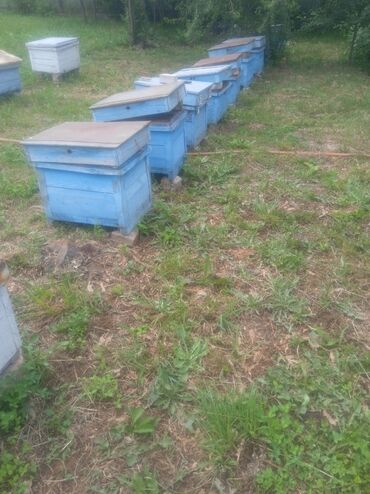 Бизнес үчүн башка жабдуулар: Продаю для пчел улики 10,12 рамки балчелек сатылат лежаки