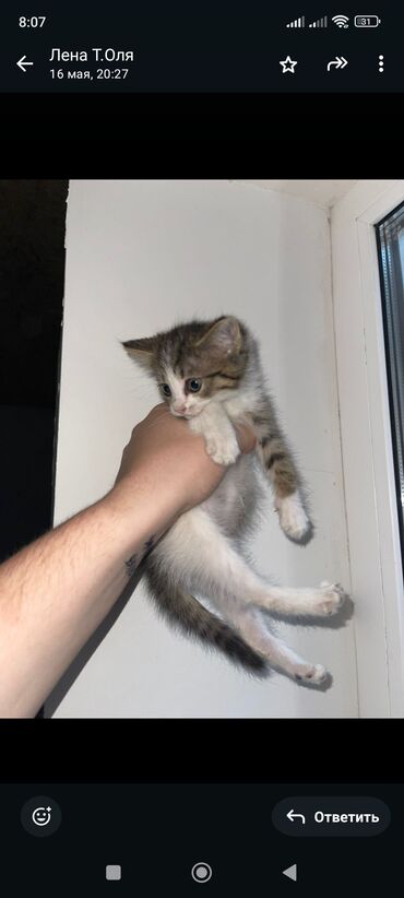 кошка бесплатная: 2 месяца, Девочка