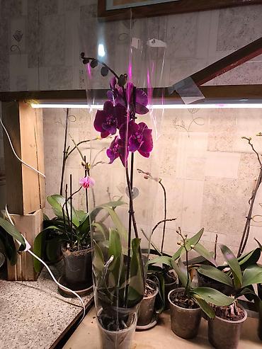 Другие товары для дома и сада: ОРХИДЕЯ ОРХИДЕЯ и ОРХИДЕЯ самое красивое и постоянно цветущий — 4