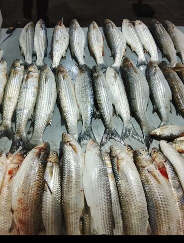 Balıq və dəniz məhsulları: Siyezen deniz baliqi optavoy ve tek tek Bakida istenilen yere — 6