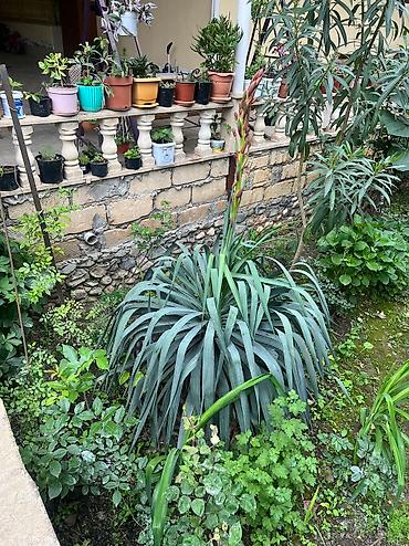 Otaq bitkiləri: Her cure guler var veregliyin baxin ancag xanimlara satiş olur Gencedi — 5