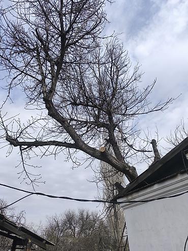 Дрова: Дрова Орех, Самовывоз — 7