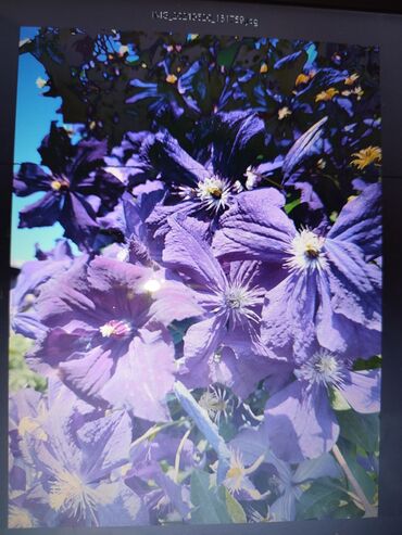 Садовые цветы и кустарники: Саженцы цветка: Платная доставка — 13