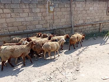 bakida cins ineklerin satisi: 1 baş qoyun 210 azn dir
doğmuş qoyunlardı 
qoçunu alıblar — 5