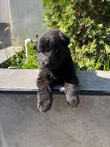 Продажа собак: 🐕 ПРОДАЮТСЯ ЧИСТОКРОВНЫЕ НЕМЕЦКИЕ ОВЧАРКИ! 🐕 Предлагаем к продаже — 10
