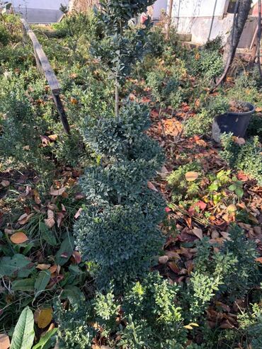 Şitillər: Şimşir tingləri satıram. Onlar dekorativ haşiyələr, hedcinqlər və — 15