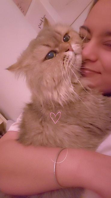 Продажа кошек: Сибирская, 2 года, Мальчик, Золотая шиншилла, Приучена к лотку, Проглистована, С прививками — 12