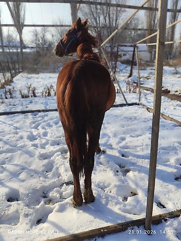 Лошади, кони: Продаю | Жеребец | Полукровка | Рабочий — 5