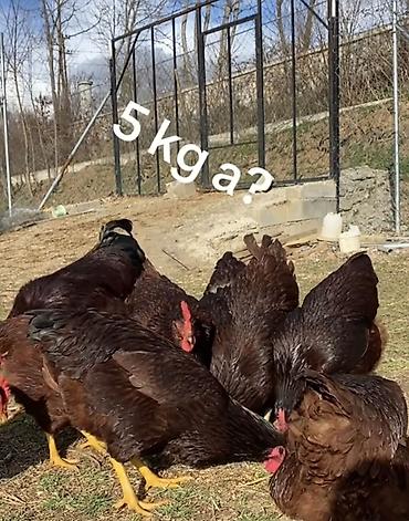 hunduska yumurtasi: Redislan toyuq yumurtası ve cücesini satıram Türkiyəden getirtmişem — 2