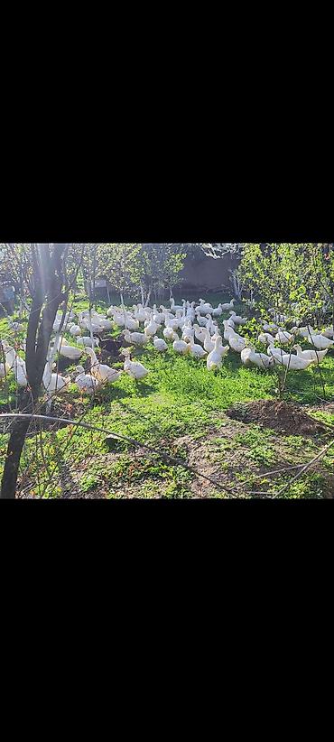 Ördəklər: Məhsul: Ağ ördəklər (sürü halında) Təsvir: - Açıq məkanda otlaqda — 7