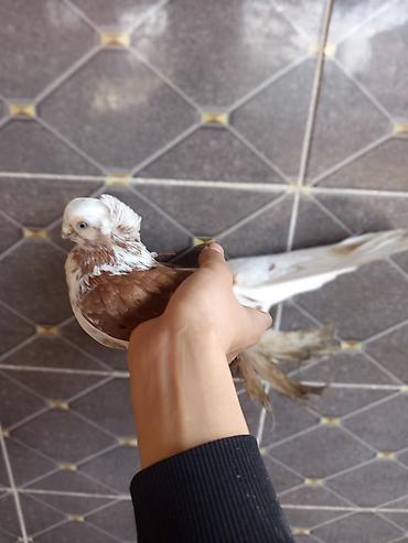 Птицы: Продаю голубей молодые 1,5 года пара 6000сом — 12