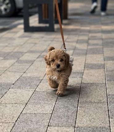 staford prodaja stenci: Maltipoo vrhunske genetike u registrovanoj odgaivacnici Bahu Djokovic — 3