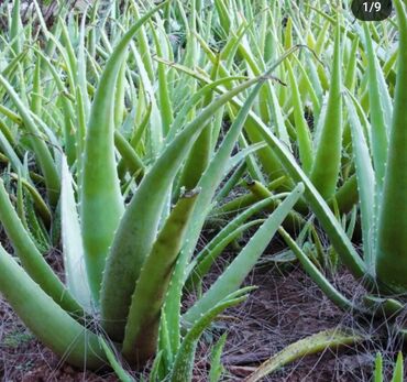 Aloe: 1azn -15AZN ecen her ölcude aloyeler dibçəkdə ve dərman üçün cekiyle