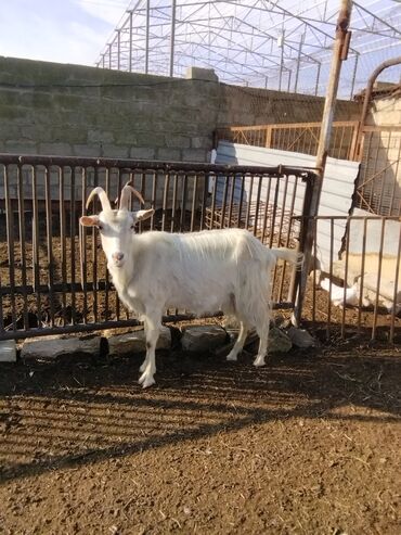 Keçi, çəpiş: Salam.keçilər satıram 5dənədir hamsı bir yerdə kom satılır — 3