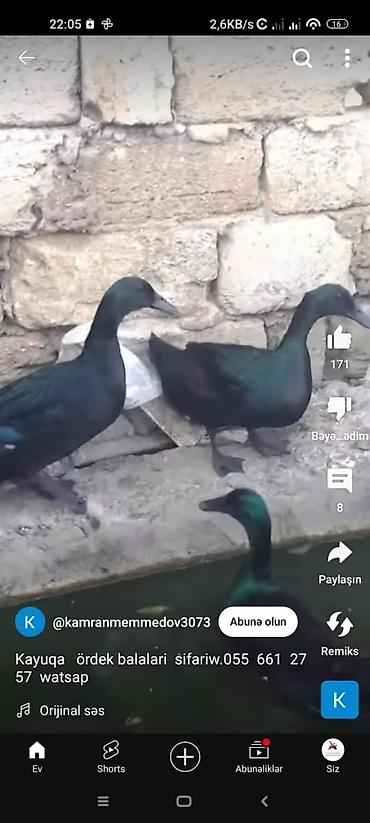 Toyuqlar: Toyuq, Ətlik -da lalafo.az — 18 Toyuqlar: Toyuq, Ətlik — 18