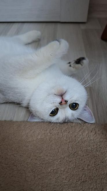 Кошки: Британская, Самка, В добрые руки — 1