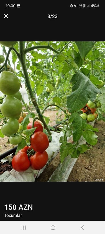 Toxumlar: Məhsul: Toxumlar – ALIZE F1 qarpız toxumu - Brend: KNOWN-YOU SEED — 5