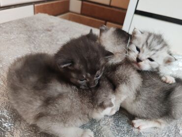 Pişiklər: Yaxşı əllərə -da lalafo.az — 6 Pişiklər: Yaxşı əllərə — 6