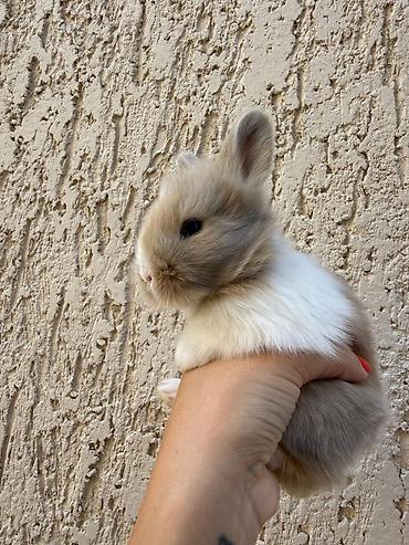 Dovşanlar: 1 aylıq holland balaca🐰 ÖZEL İki dovşan götürsəniz, bir-birlərinə — 2