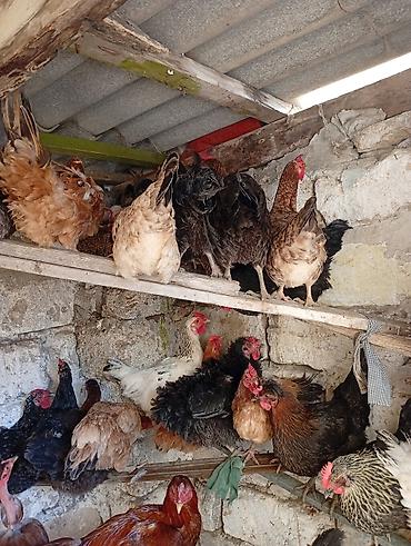 liqorin toyuqlari satilir: Məhsul: Yerli toyuqlarıdi gecen ilin fereleridi yumurtuya düşüblər — 5