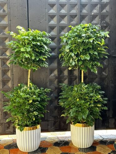 шагыл токмок: Кофейный дерева 🌿 Сатылат! Бийиктиги — 1,70 м Баасы — 5000 сом Абдан