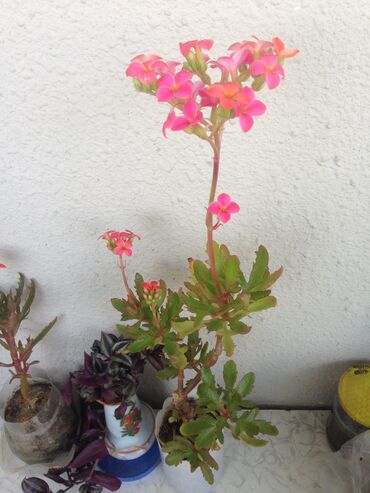 Otaq bitkiləri: Otaq bitkileri — 8