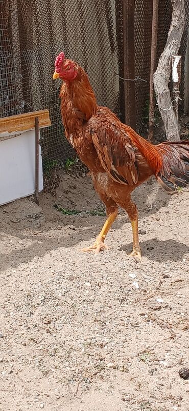 heyrati xoruz satisi: Satilir 80 manata 10 ayliq becedi temiz qandi