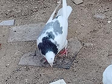 cins goyərcinlər: Salam erkeydi tutulma sonqiymeti 20manat qiymete gore aeti narahat — 4