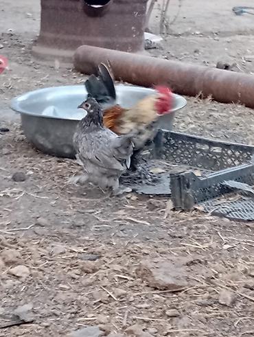 клетка для кореллы: Пара декоративный кур — 2