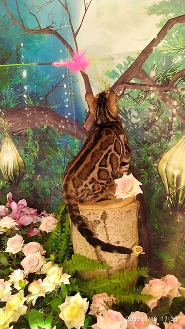 Мышыктар: Бенгальский котик Мальчик. 5мес. Невероятно красивый контрастный с — 6
