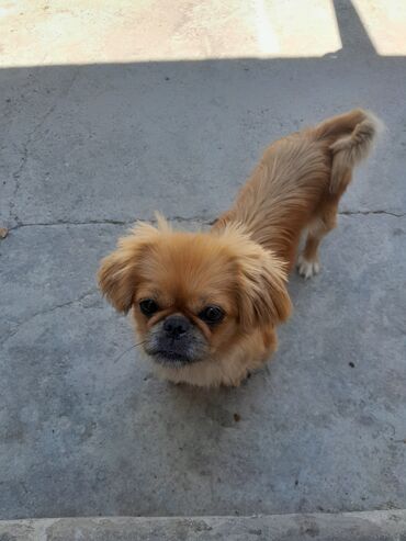 Pekines, 1 il, Dişi, Peyvəndli, Pulsuz çatdırılma