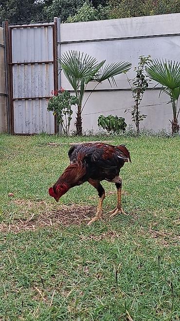 barter xoruz: Xoruz, il: 1, Ödənişli çatdırılma — 2