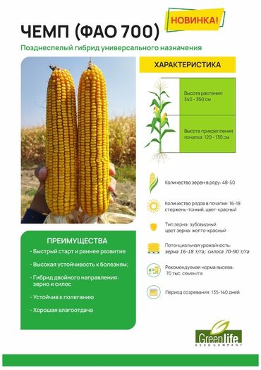 продаю жугору: Жугору уруктар, турецкий уруктар сапаты мыкты уруктар