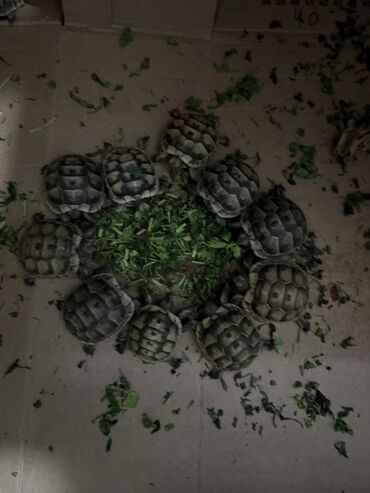 Digər heyvanlar: Mini quru balaca tısbağalar - Sakit, səs‑küyə dözümlü və asan qulluq -da lalafo.az — 6 Digər heyvanlar: Mini quru balaca tısbağalar - Sakit, səs‑küyə dözümlü və asan qulluq — 6