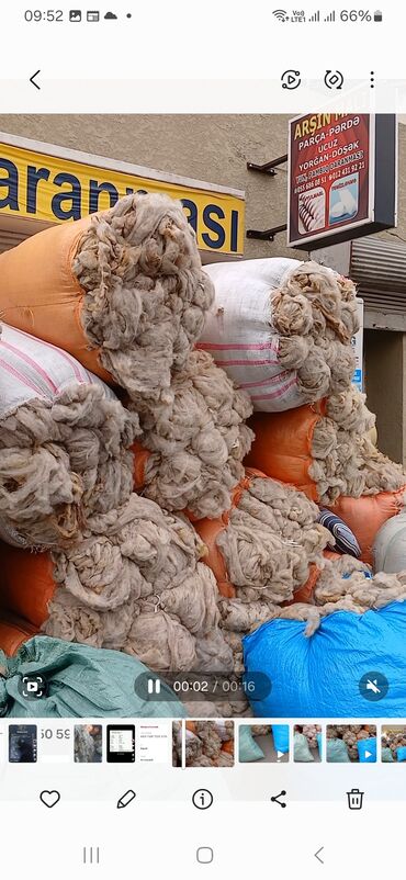 Yun: QOYUN YUNU SATILIR Şamaxı yunu — 7