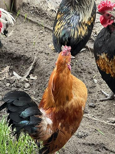 Куры, петухи: Продаю | Петух | Для разведения — 8