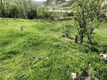 Torpaq sahələrinin satışı: 30 sot, Kənd təsərrüfatı, Mülkiyyətçi, Kupça (Çıxarış) -da lalafo.az — 8 Torpaq sahələrinin satışı: 30 sot, Kənd təsərrüfatı, Mülkiyyətçi, Kupça (Çıxarış) — 8