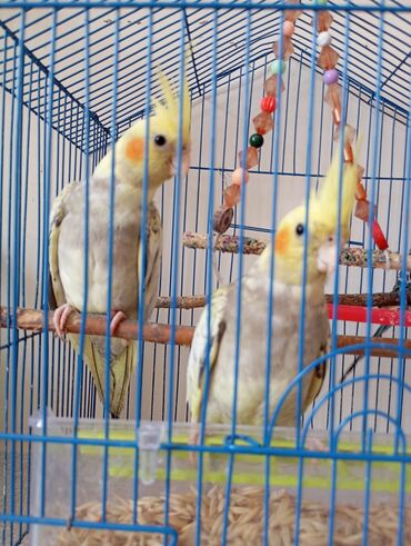 pişik yem qabı: Mavi rəngli qəfəsdə saxlanılan iki nərgiz tutuquşusu. Onlar açıq sarı