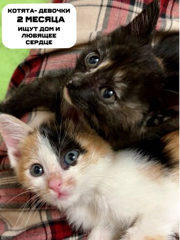 Отдам даром кошку: Кошка даром: Беспородная, 2 месяца, Девочка, Проглистована, Приучена к лотку
